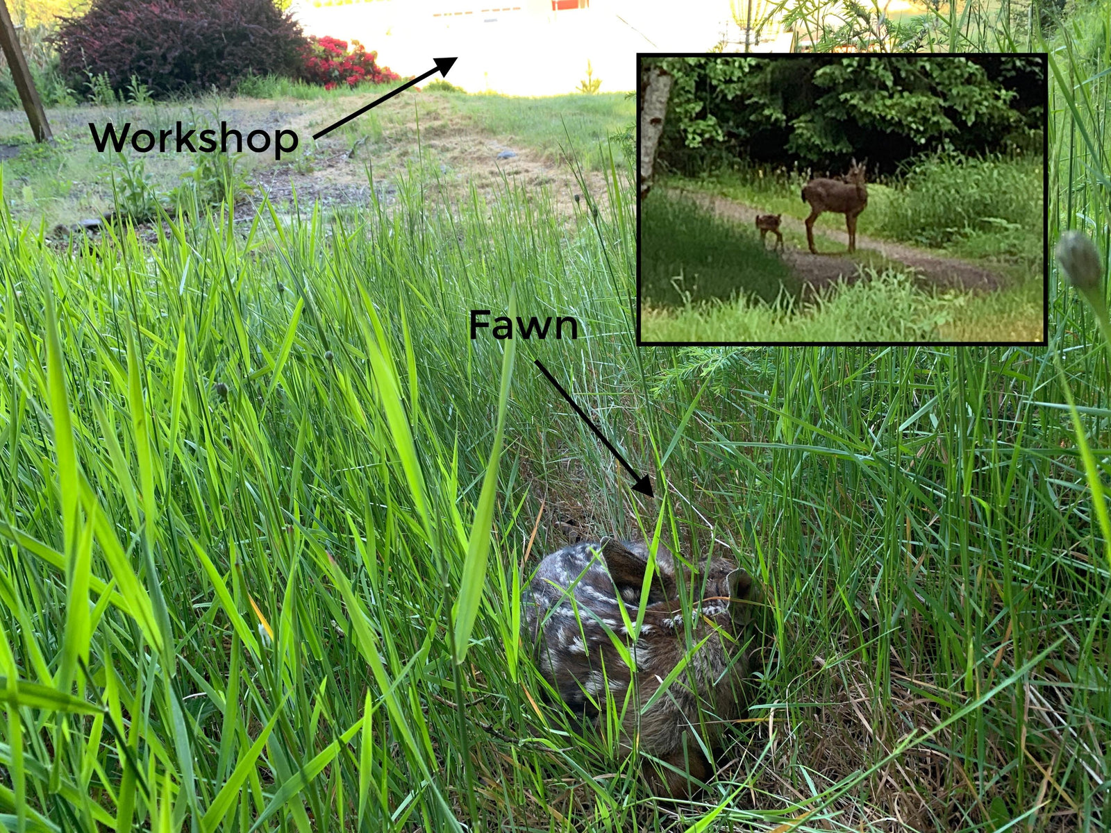The Country Files: Fawn Nursery at Walnut Studiolo