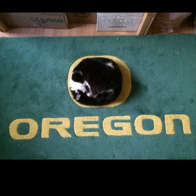 My cat Huskey is an honorary Duck.