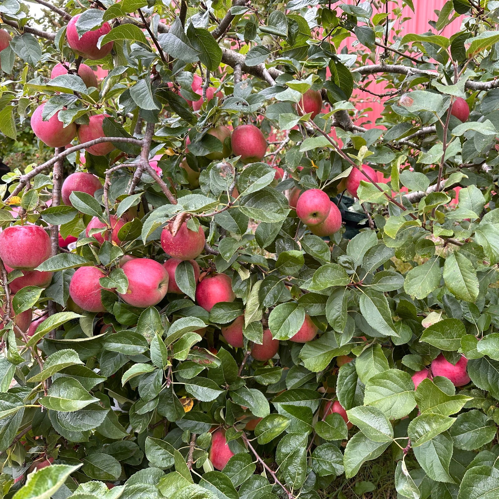 Apple tree in September heavily laden with red apples (Enterprise?)