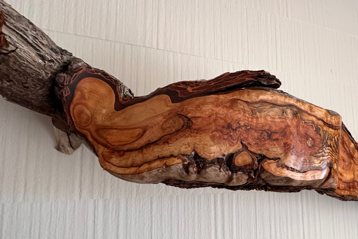 Artistic piece of driftwood with surface sanded, glossed, and glowing with highly multi-colored internal grain, mounted on a white wall