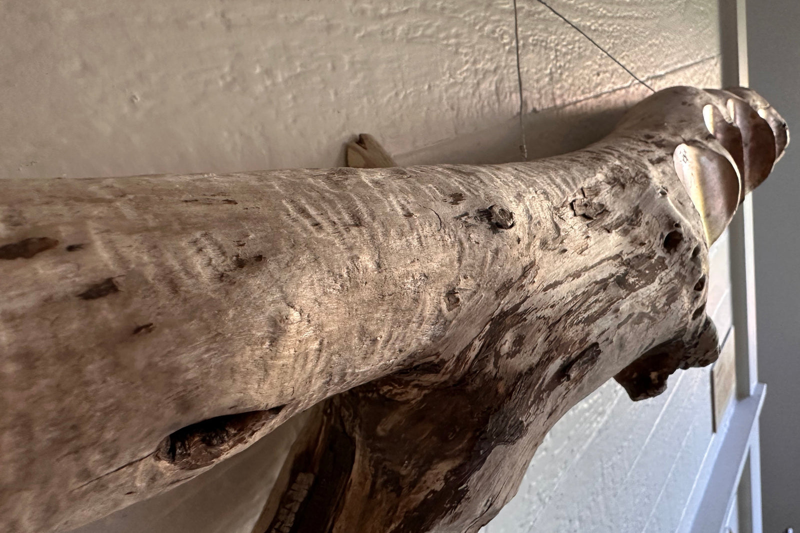 Close-up sideways view of a large piece of driftwood mounted against a plain wall