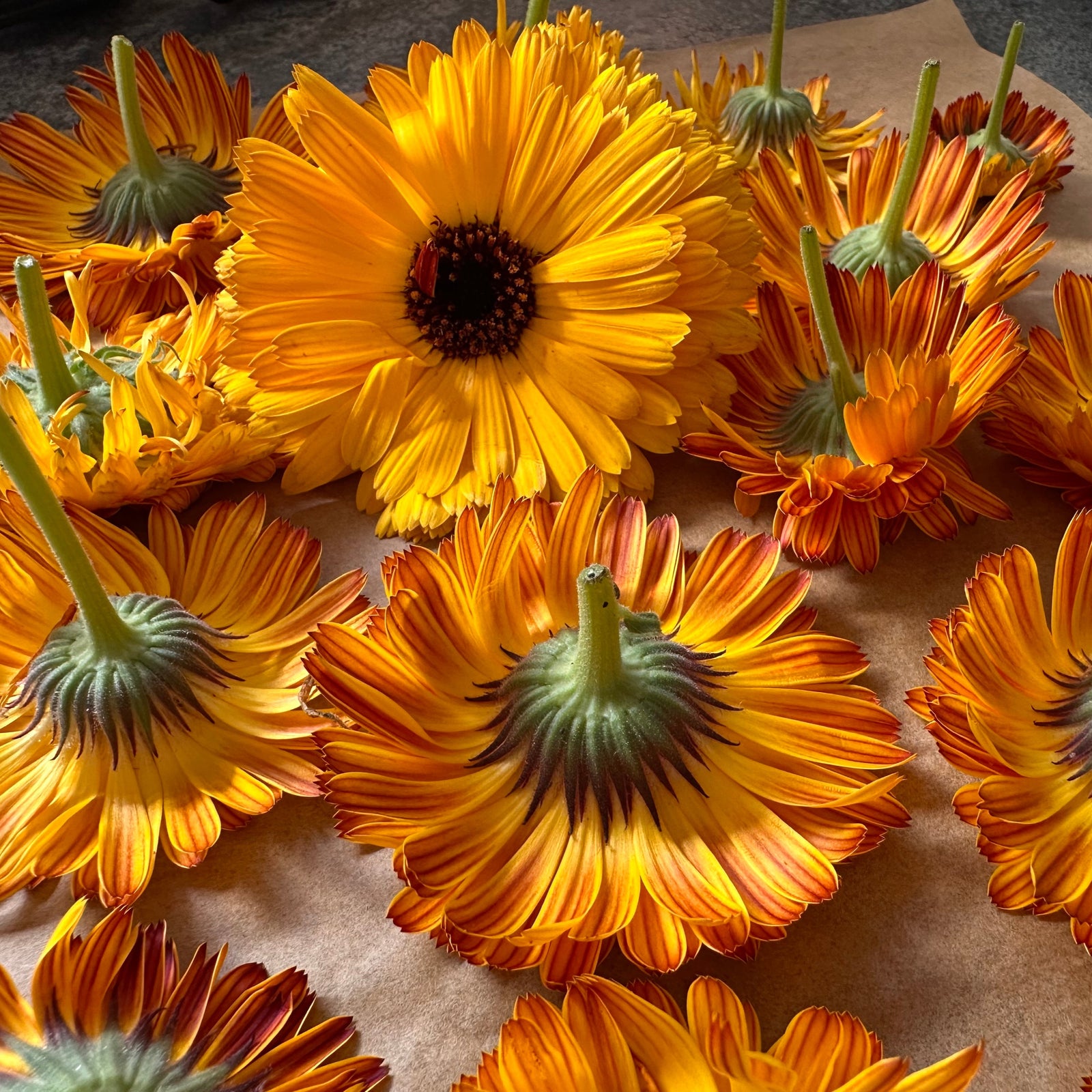 Yellow and orange calendula flowers on a brown paper background