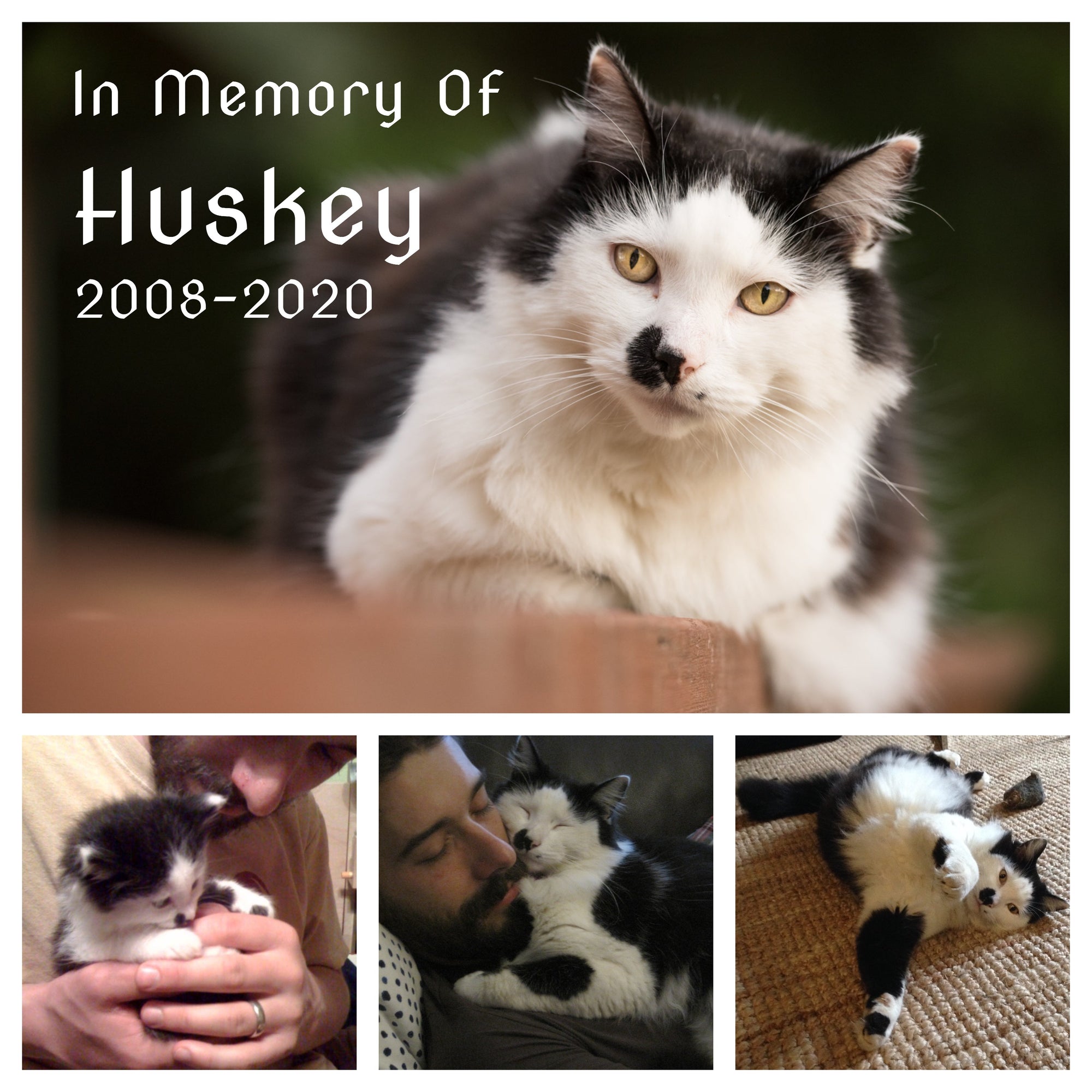 Collage of four photos of Huskey, a black and white cat, from being a small kitten to cuddling with Geoff, stretching on the floor, and looking at us from the bannister, with the words In Memory of Huskey: 2008-2020