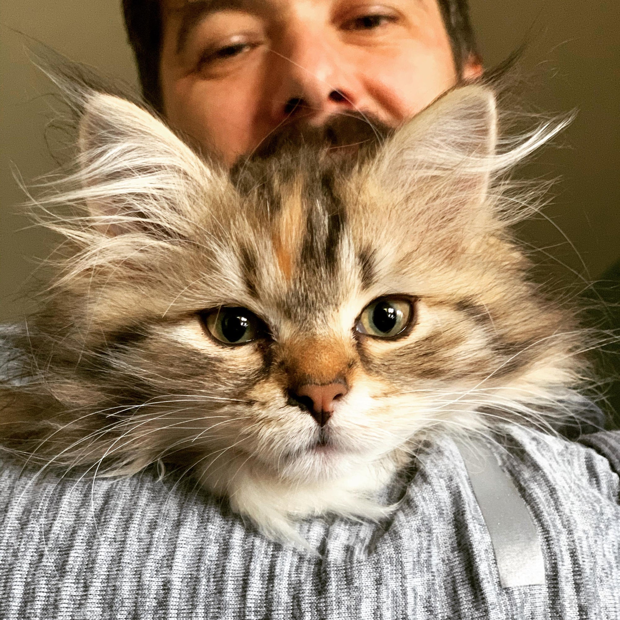 Meet Tanuki, Our New Shop Kitten