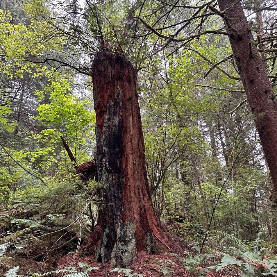 An old growth tree stump in a green coastal forest that has new branches growing out of the top