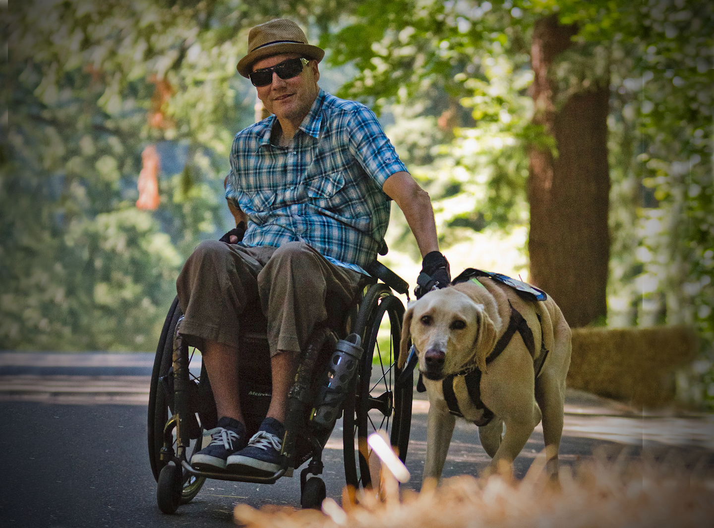 A man in an athletic wheelchair with leather grips walking a yellow lab dog