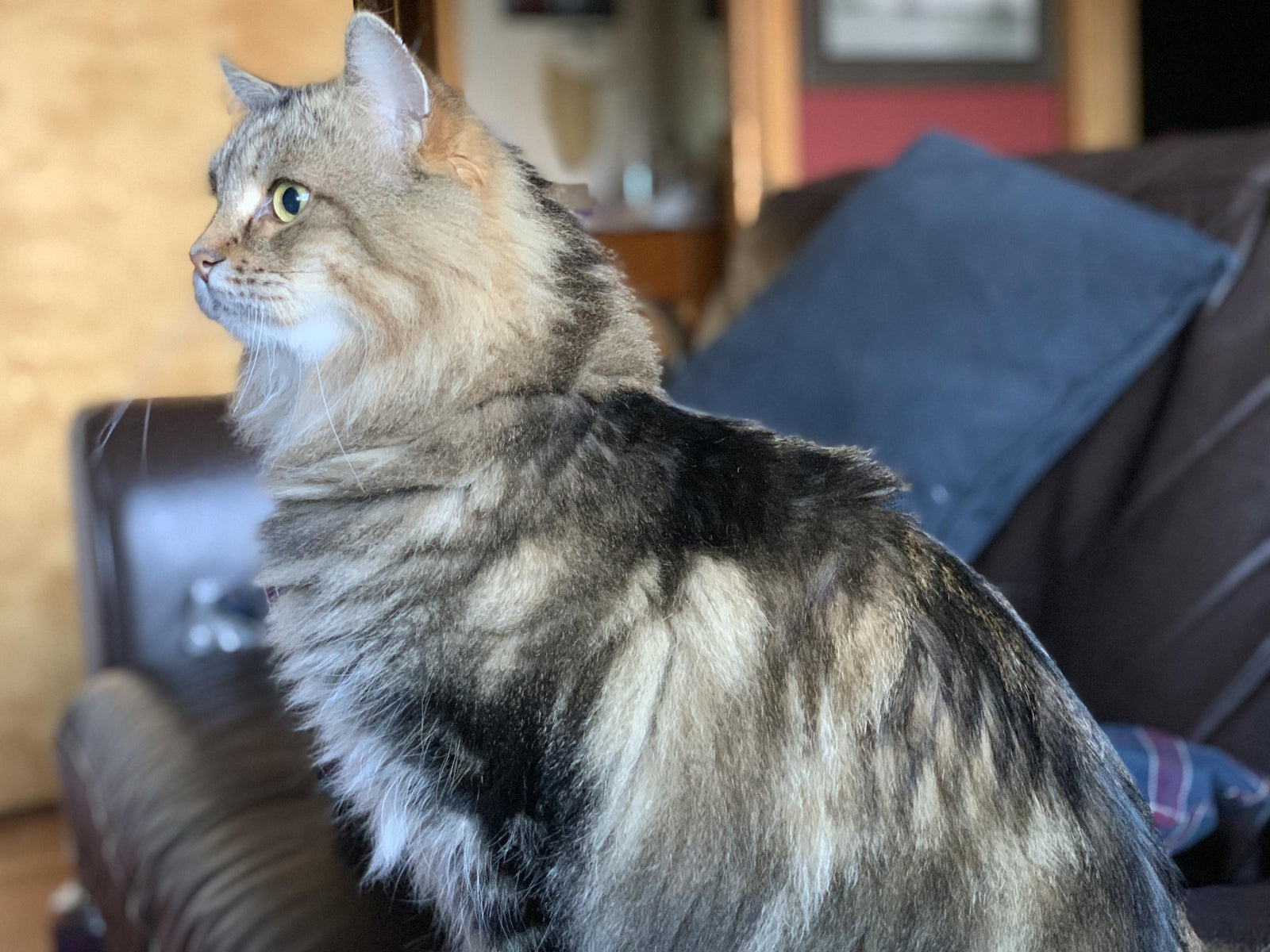 Best the Siberian show cat looking regal