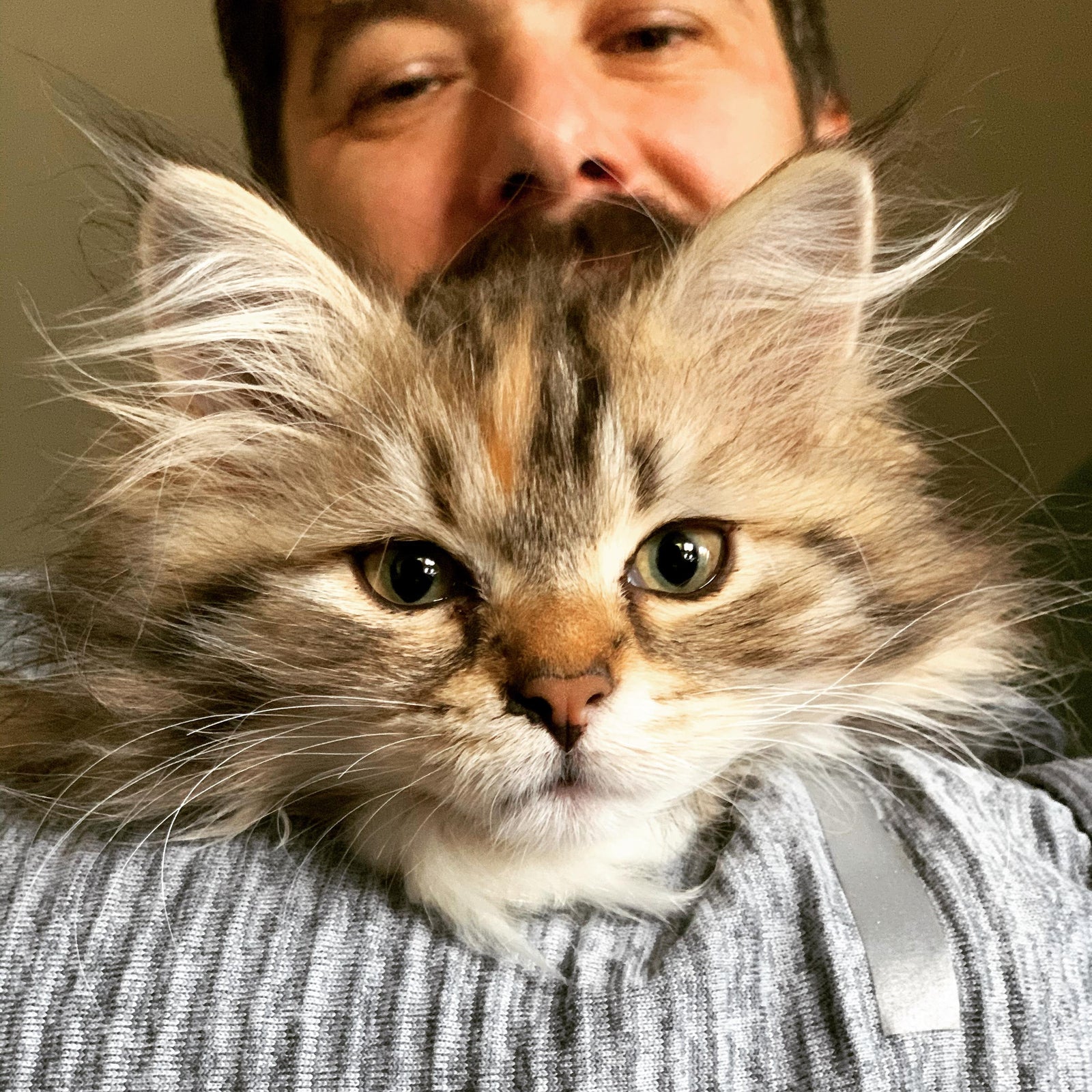 A head stack showing cute tiny Siberian tabby kitten Tanuki's head on Geoff's arm, with Geoff smiling down on her in the background