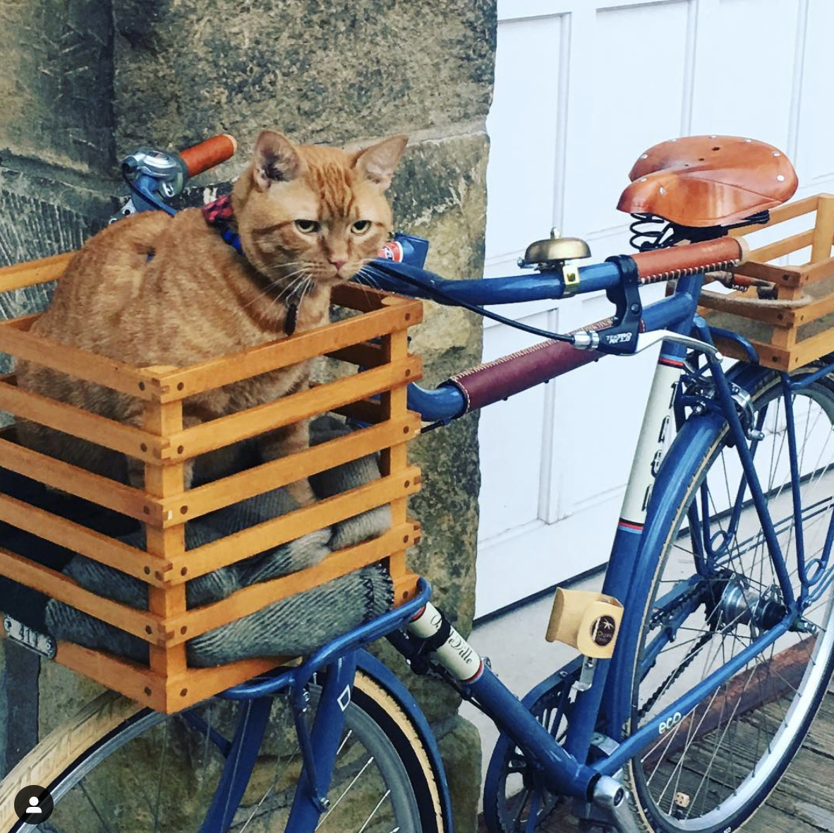 A ginger cat in a wood bike basket  on the handlebars of a pretty classic bike with a leather saddle and leather bicycle accessories