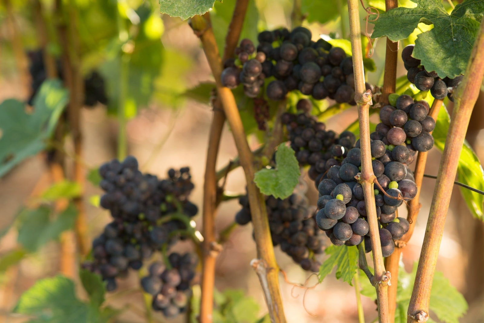 Purple wine grapes ripening on the vine outdoors in Oregon