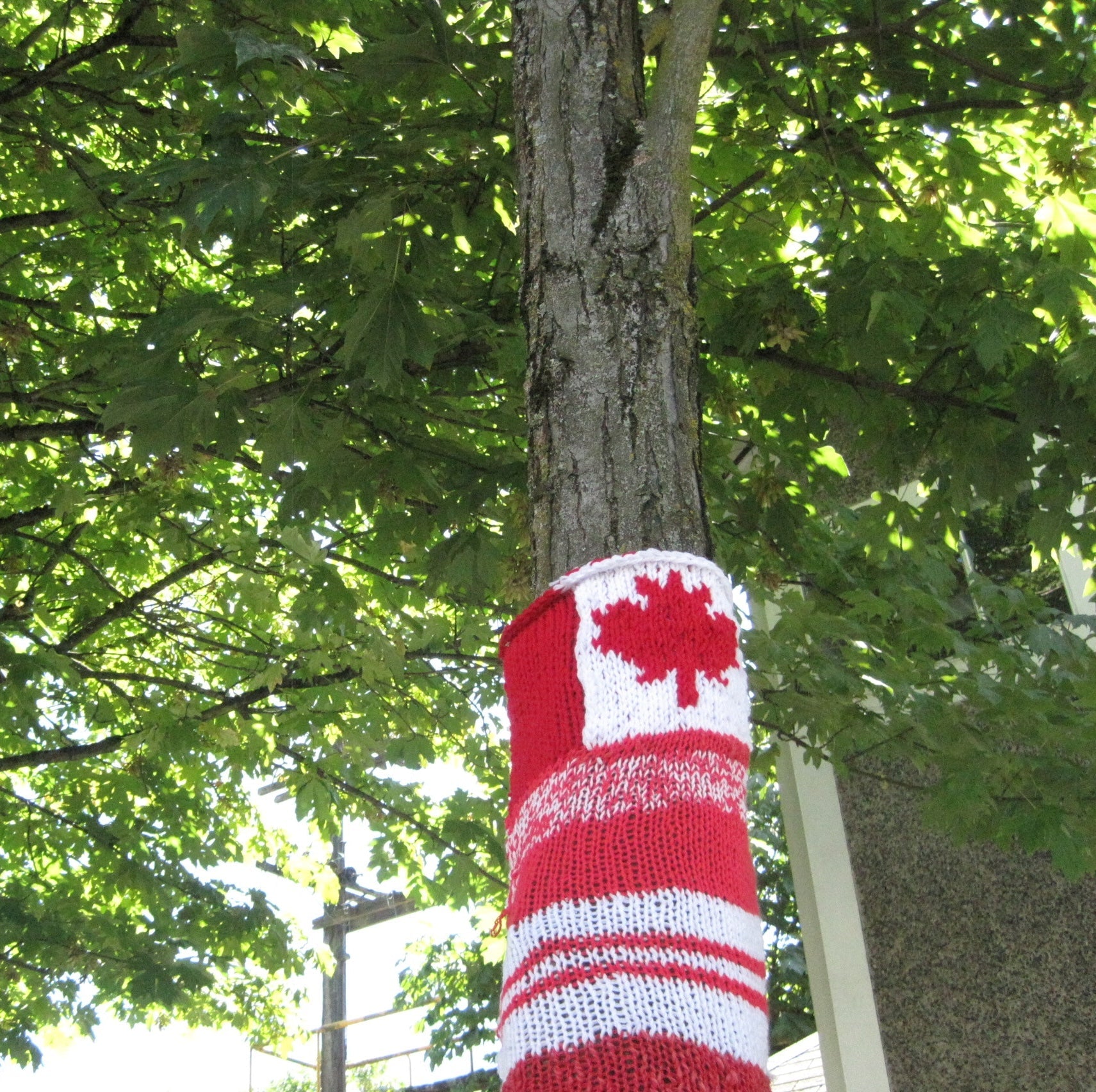 A yarn bombed maple tree in Canada with a hand-knit canadian flag scarf