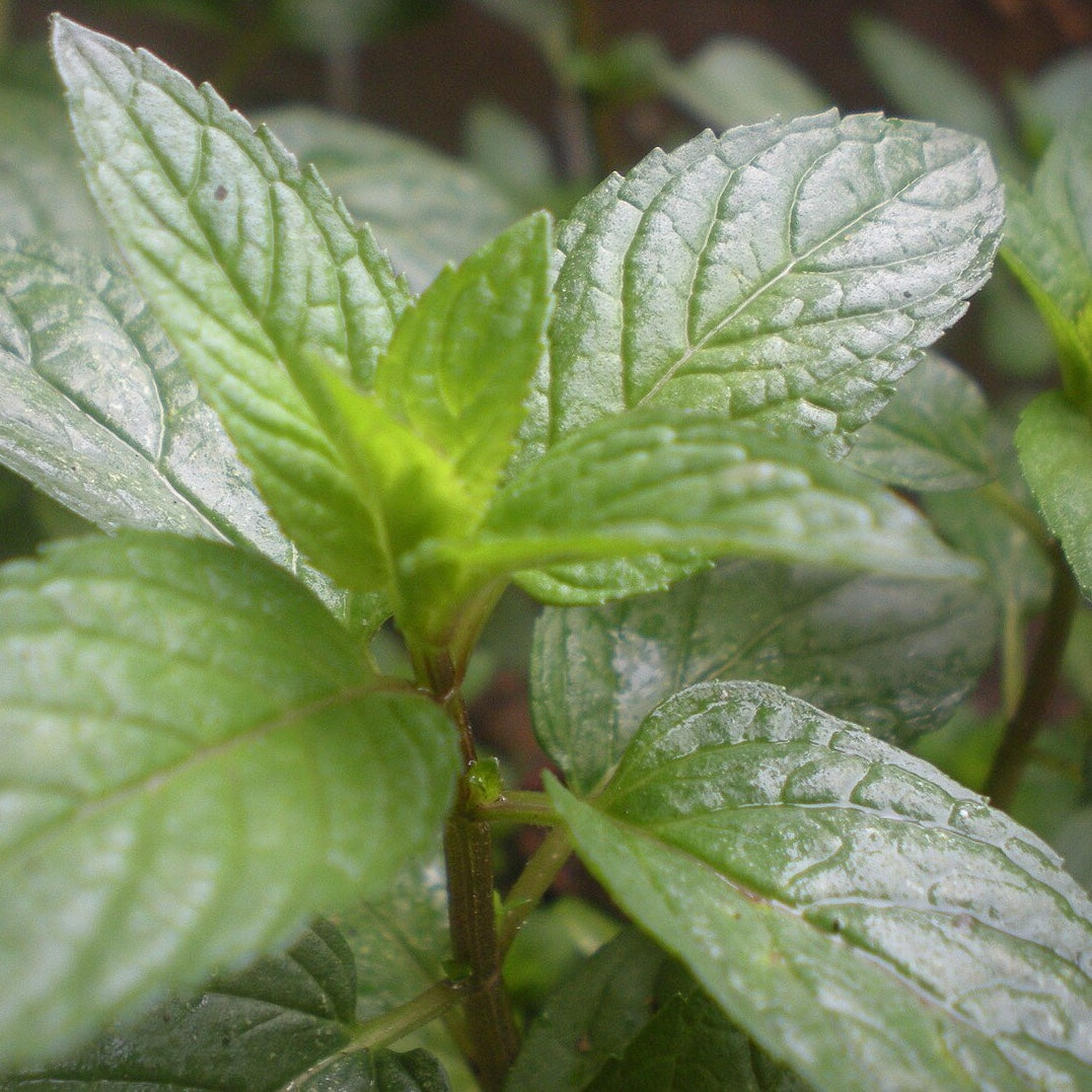 Close-up of peppermint leaves with water droplets on a blurred background, source Wikimedia