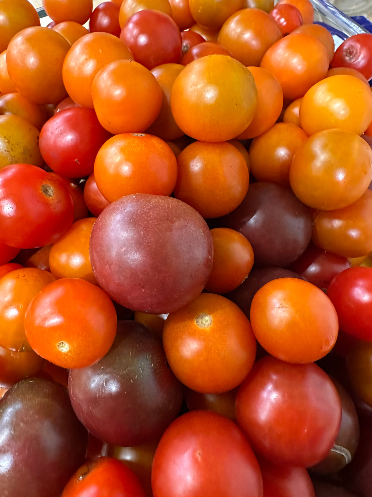 Homegrown Freeze-Dried Sungold Cherry Tomatoes