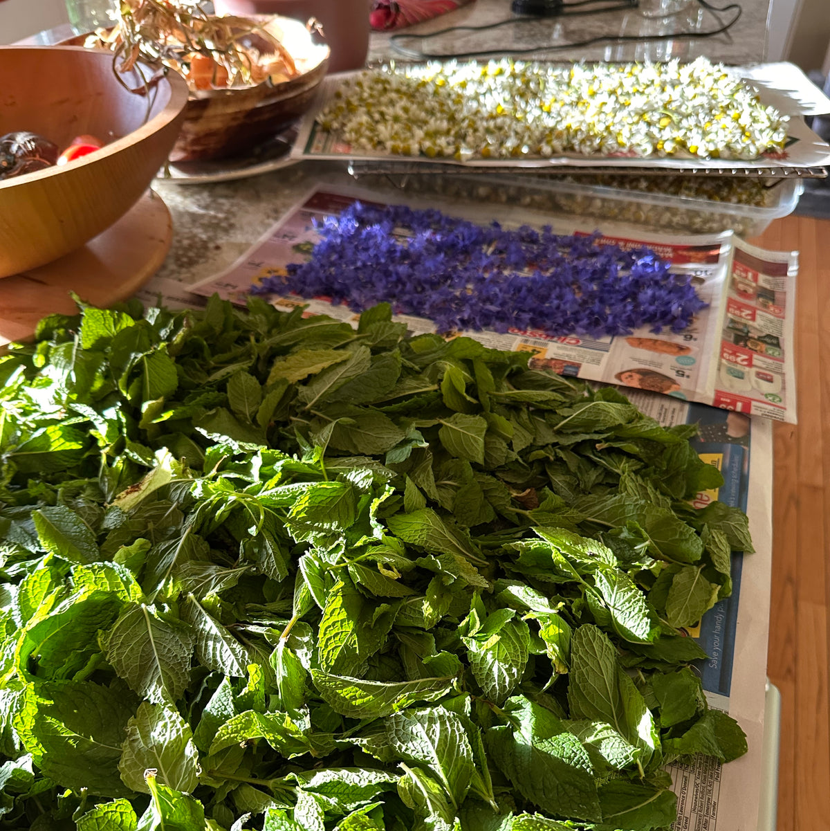 Three trays of herbs and flowers drying on newspaper on a table 