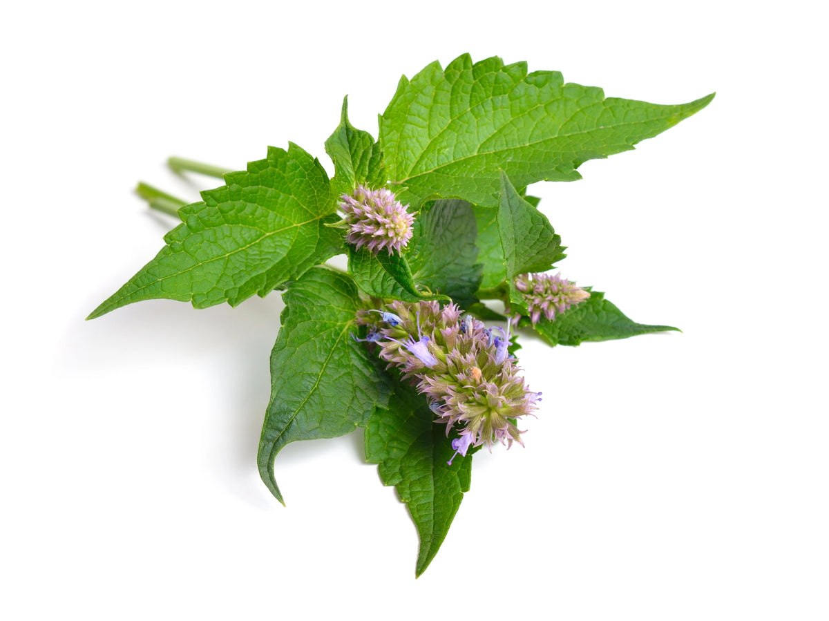 Garden-Grown Herbs
