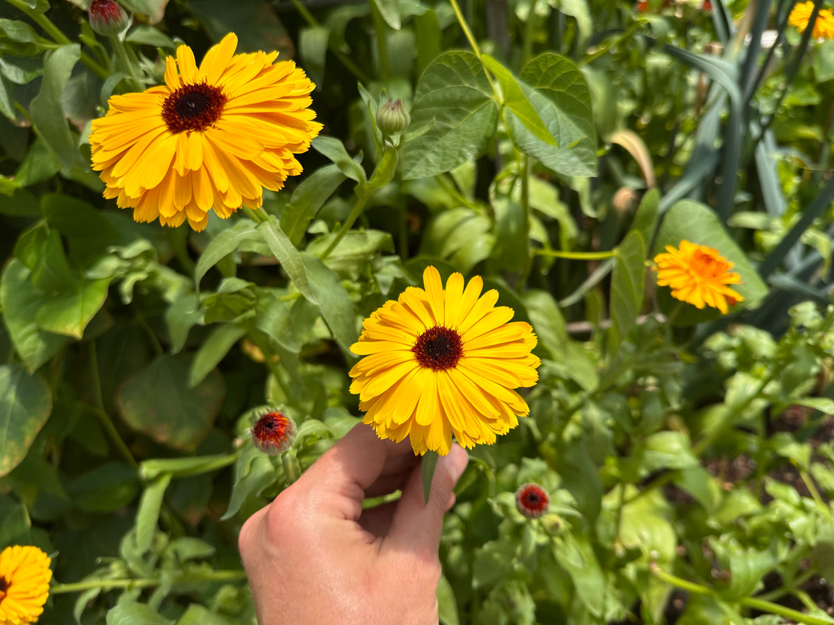 Hand holding a yellow calendula flower amidst green foliage in a garden bed