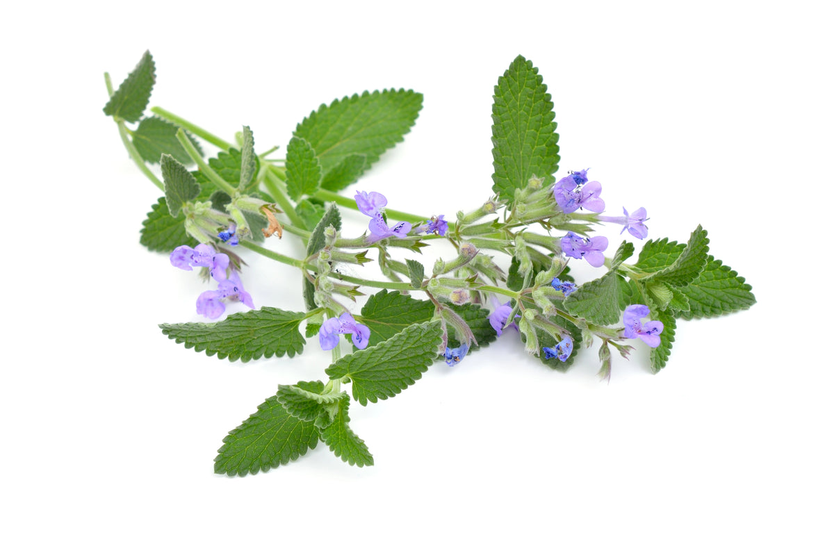 Garden-Grown Herbs