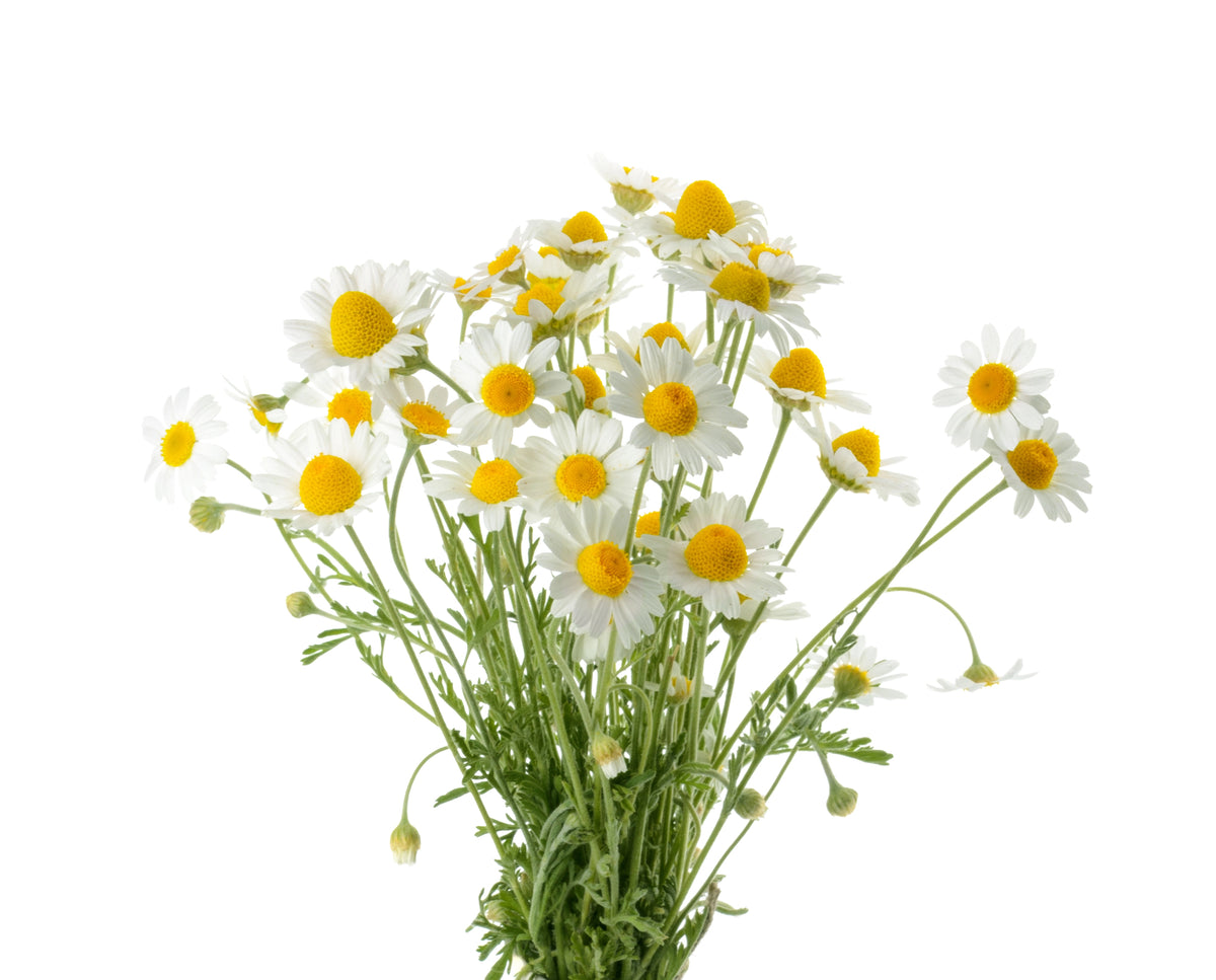 Garden-Grown Herbs