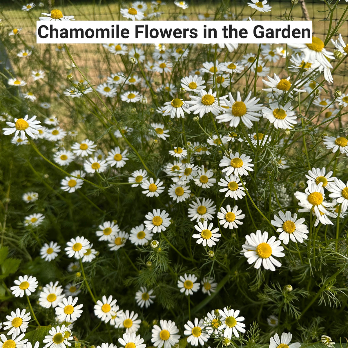 Chamomile flowers in a garden with text &#39;Chamomile Flowers in the Garden&#39;.