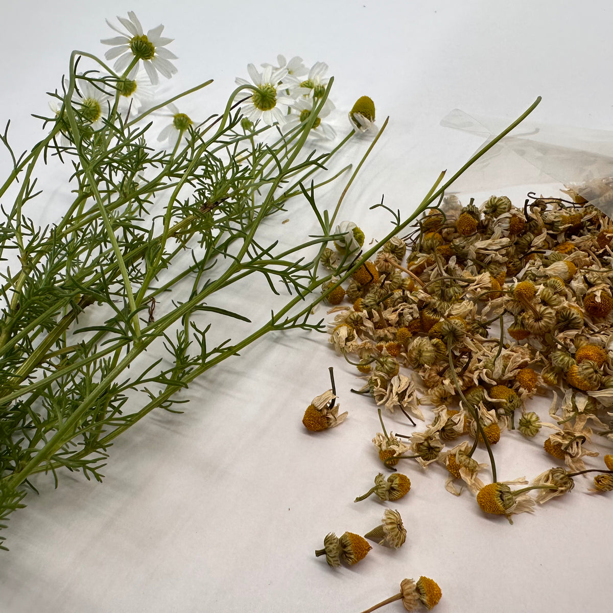 Fresh and dried chamomile flowers on a white background