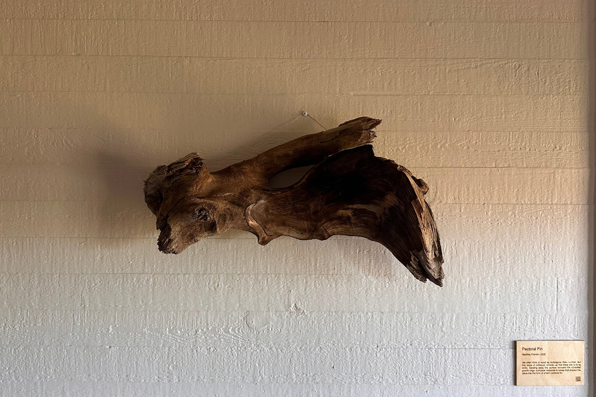 Dark colored wood driftwood piece in a unique torn shape on a textured wall with a plaque below