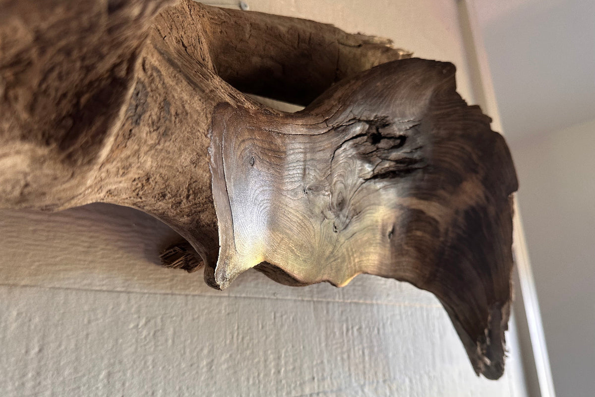 Driftwood sculpture resembling a fish of a dark brown walnut wood mounted on a white wall