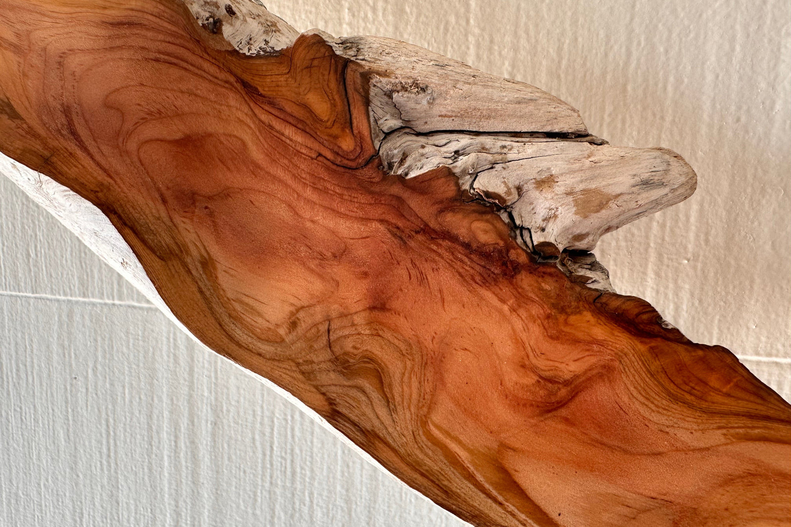 Close-up of a driftwood branch mounted on a a textured white wall showing weathered gray exterior and rich amber interior