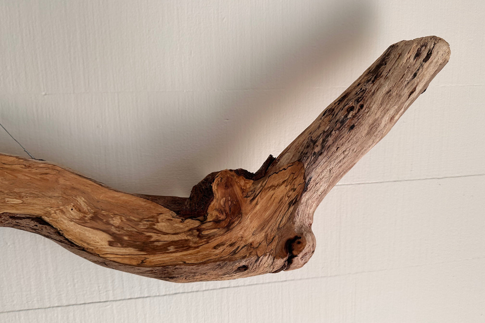 Detail of a driftwood piece hanging on a white background