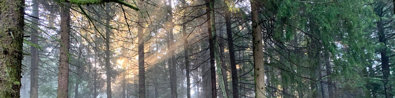 Oregon Coast Forest in the morning: a wooded forest path with mist, sunbeams, sword ferns, tall conifers, and deep brown pathways