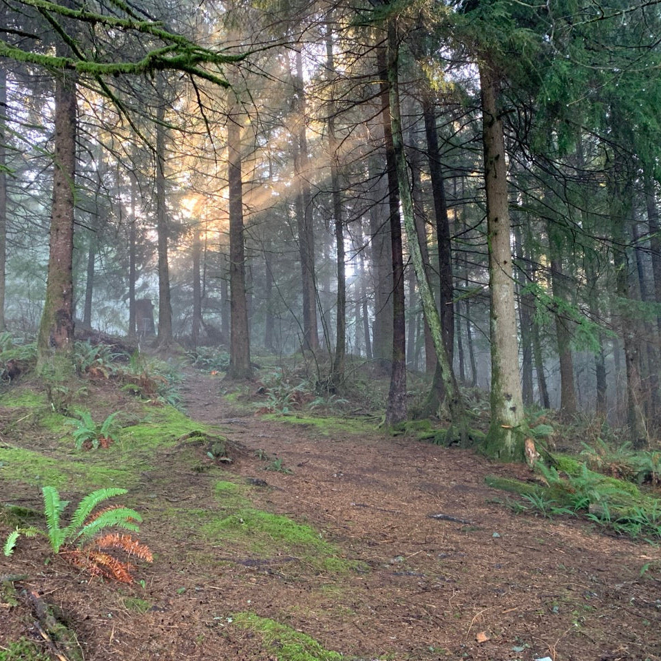 Oregon Coast Forest in the morning: a wooded forest path with mist, sunbeams, sword ferns, tall conifers, and deep brown pathways