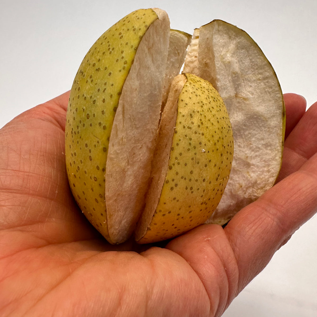 Quartered freeze-dried pear held &quot;reassembled&quot; into a whole pear in a hand against a white background