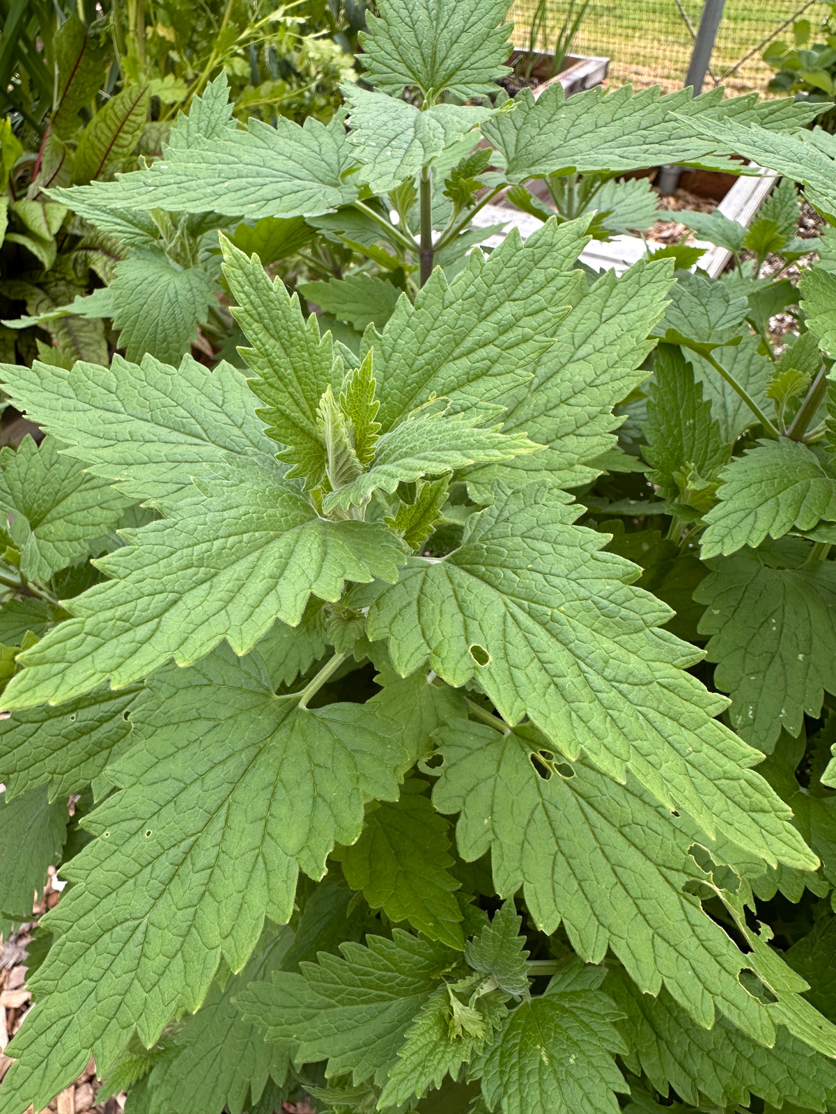 Garden-Grown Herbal Tea
