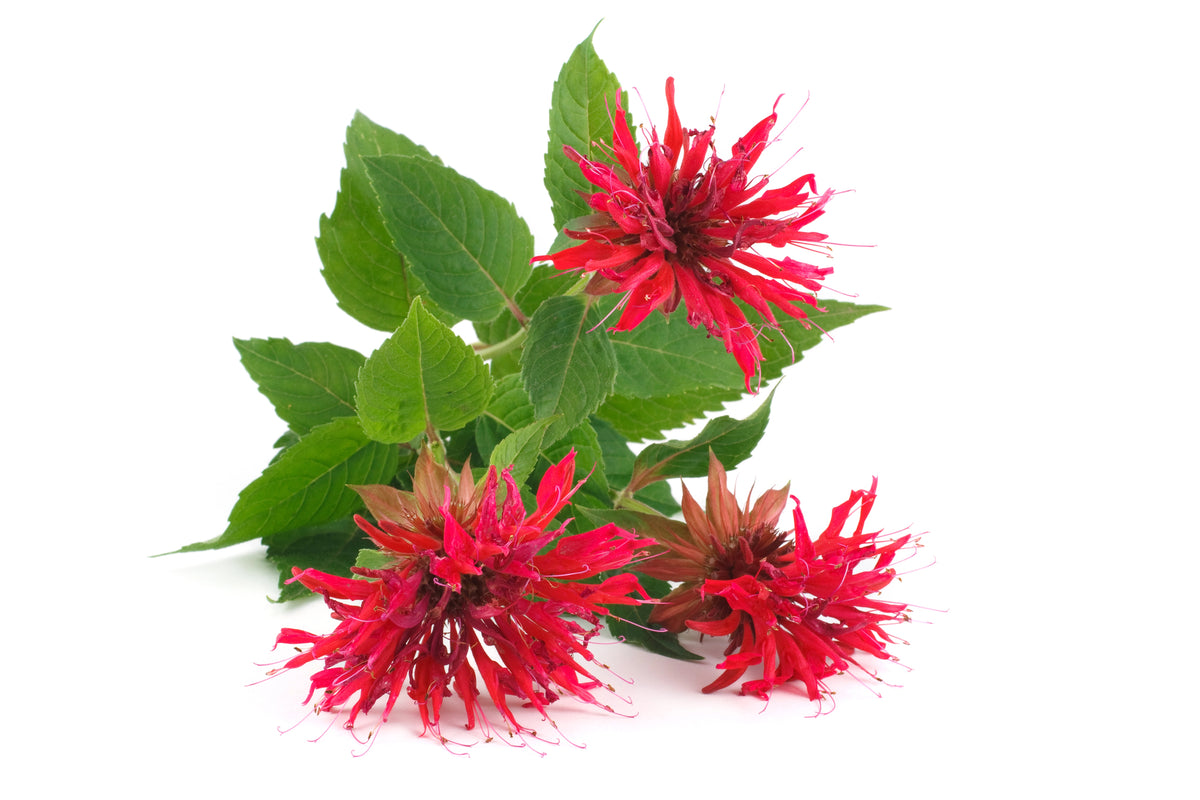 Garden-Grown Herbs