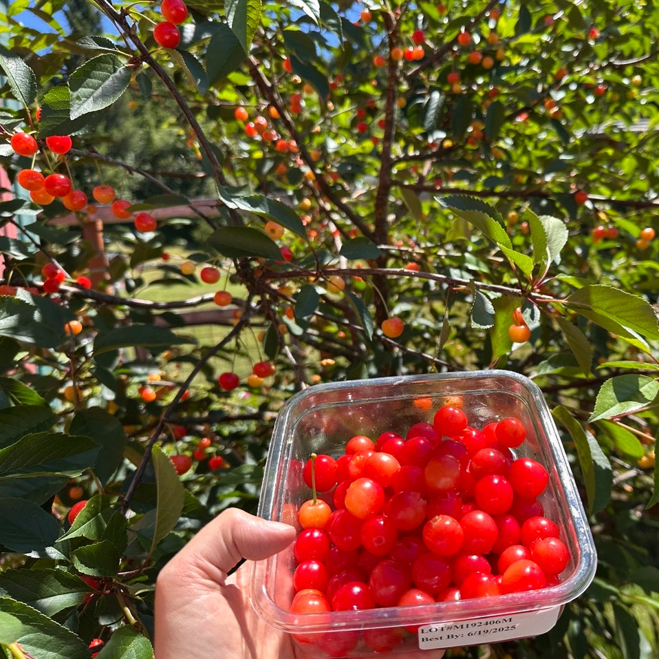 Hand holding a container of red cherries in front of a loaded Montmorency cherry tree