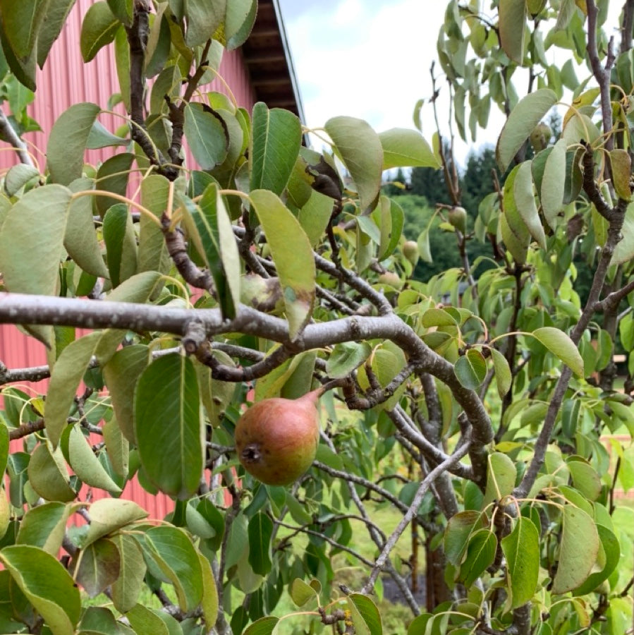 Pear hanging from a tree branch with a red workshop building in the background