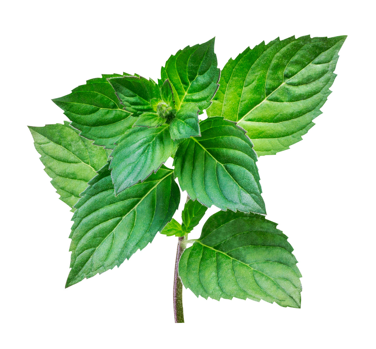 Garden-Grown Herbs