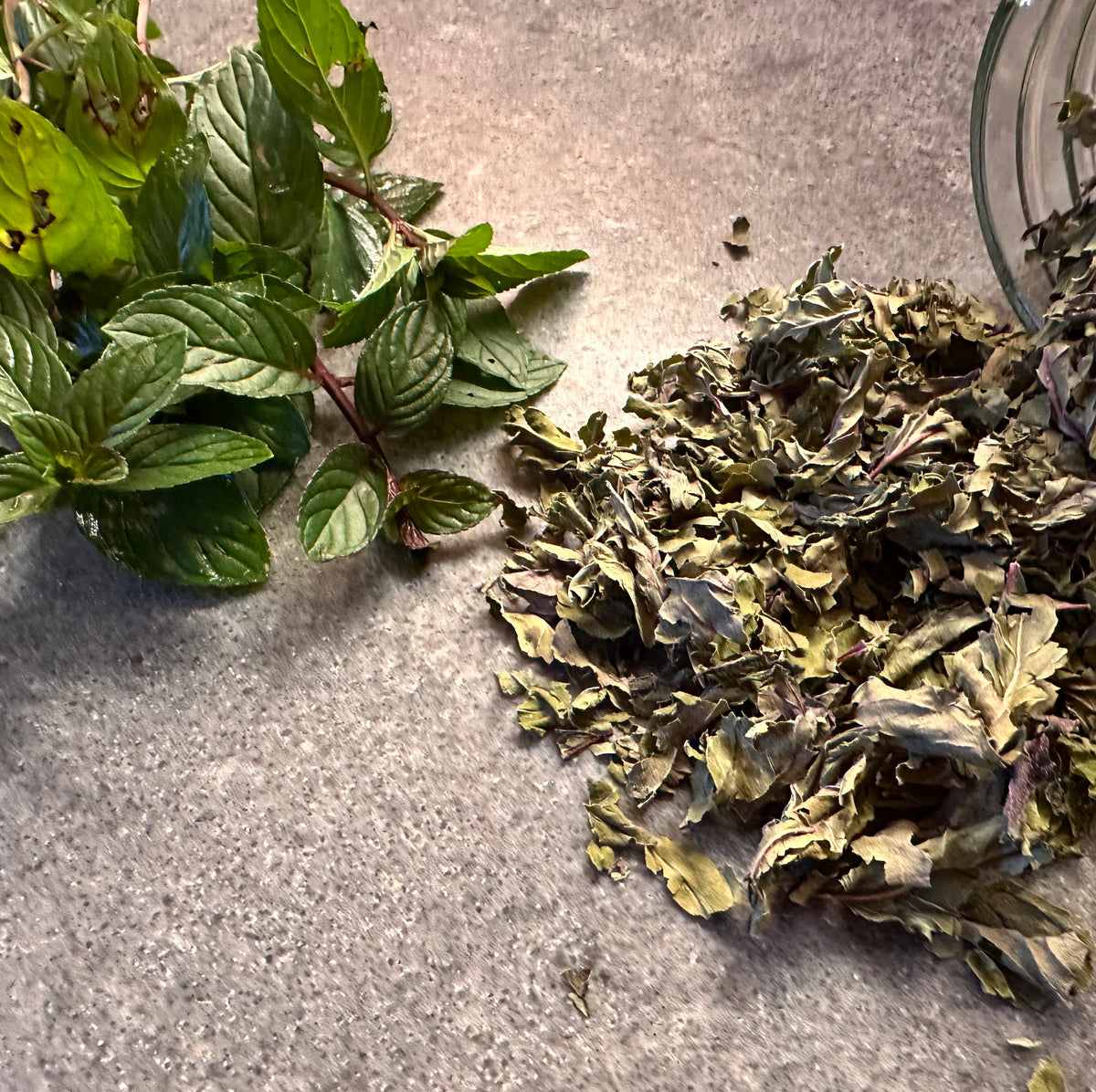 Fresh peppermint leaves next to dried mint leaves on a concrete surface