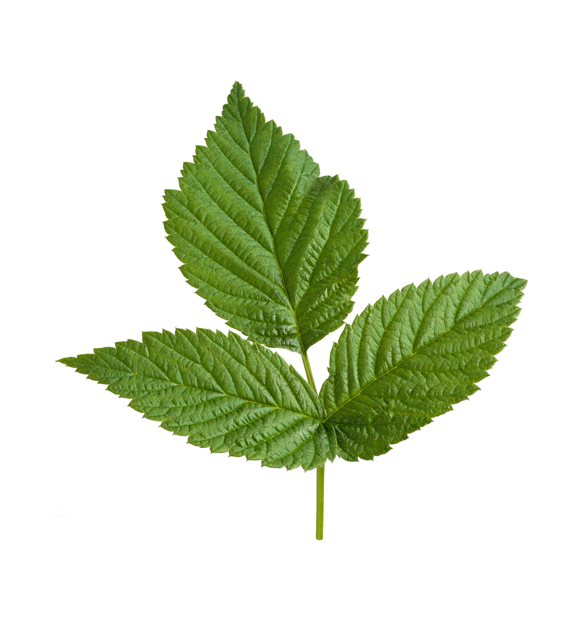 Garden-Grown Herbs