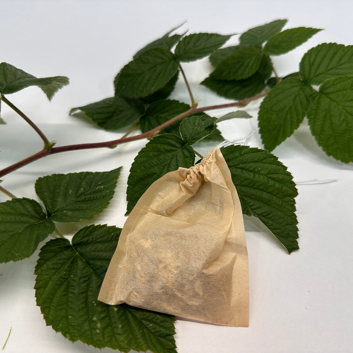 Tea bag with a branch of raspberry leaves