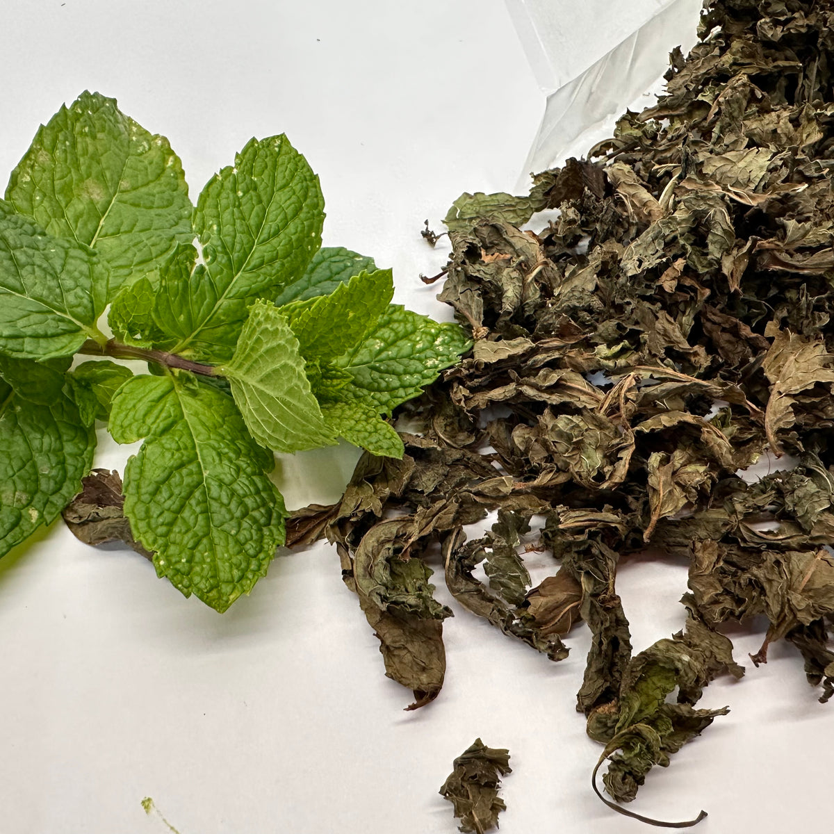 Fresh mint leaves and dried mint leaves on a white background