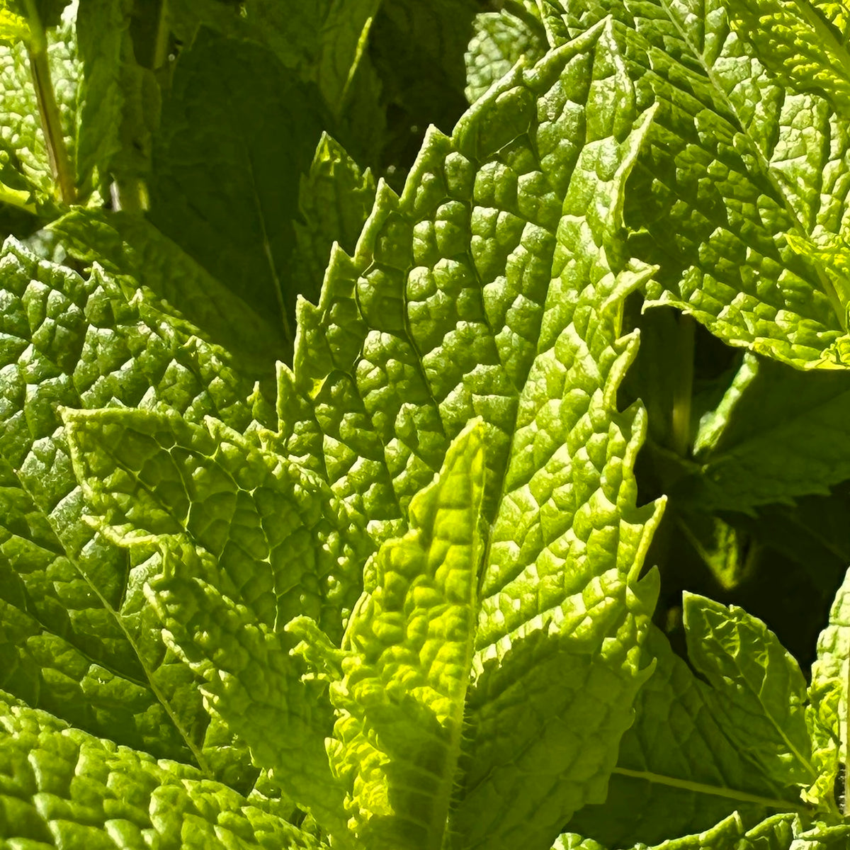 Handmade Balms & Salves