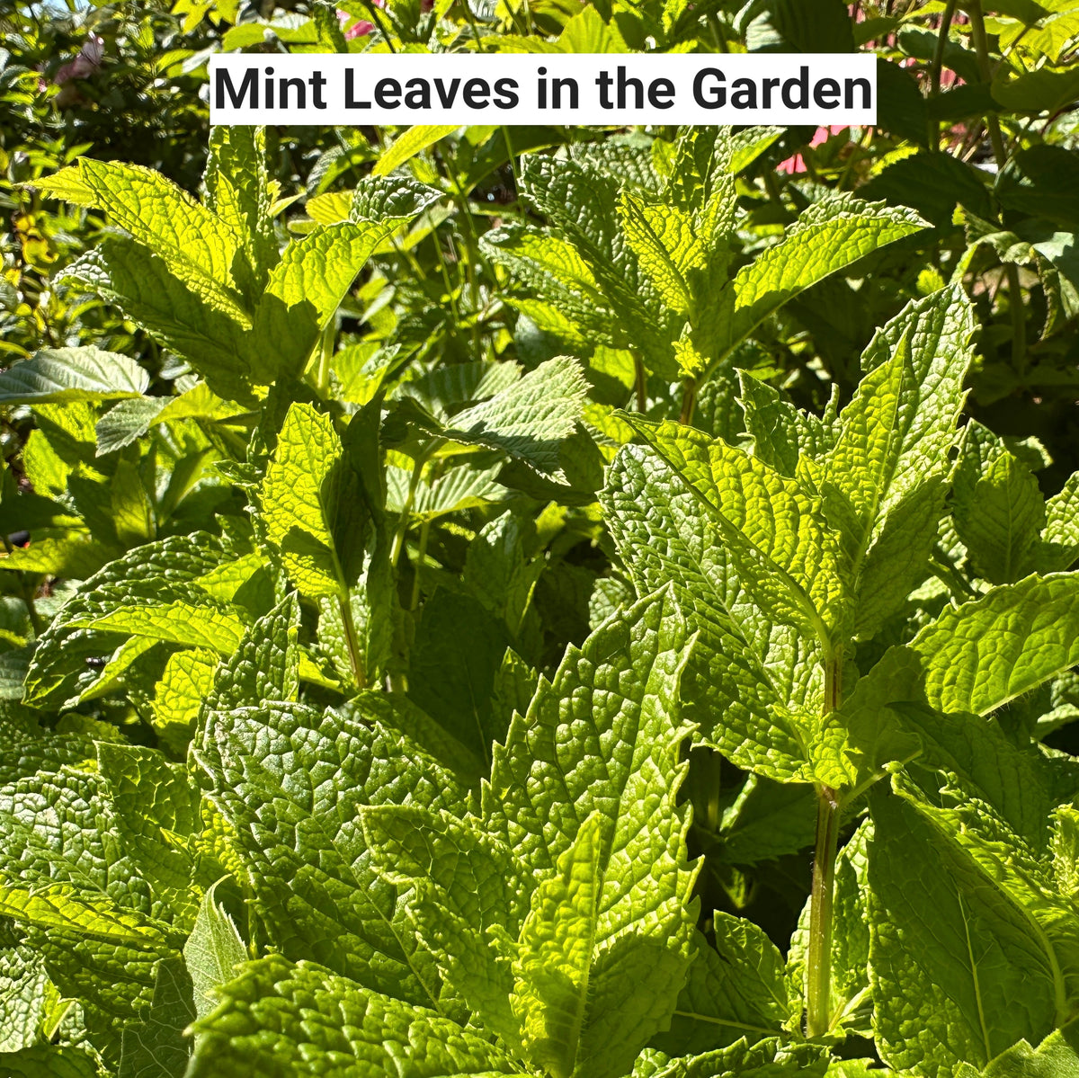 Close-up of mint leaves in a garden with text &#39;Mint Leaves in the Garden&#39;.