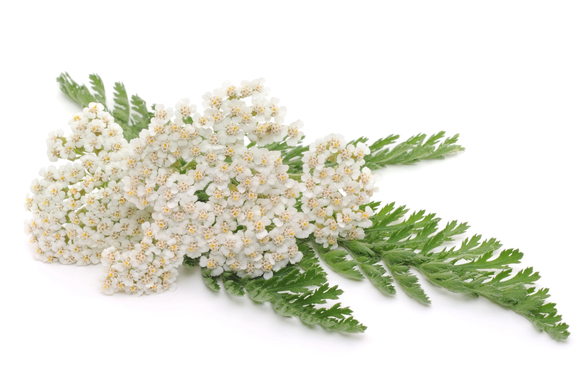Garden-Grown Herbs