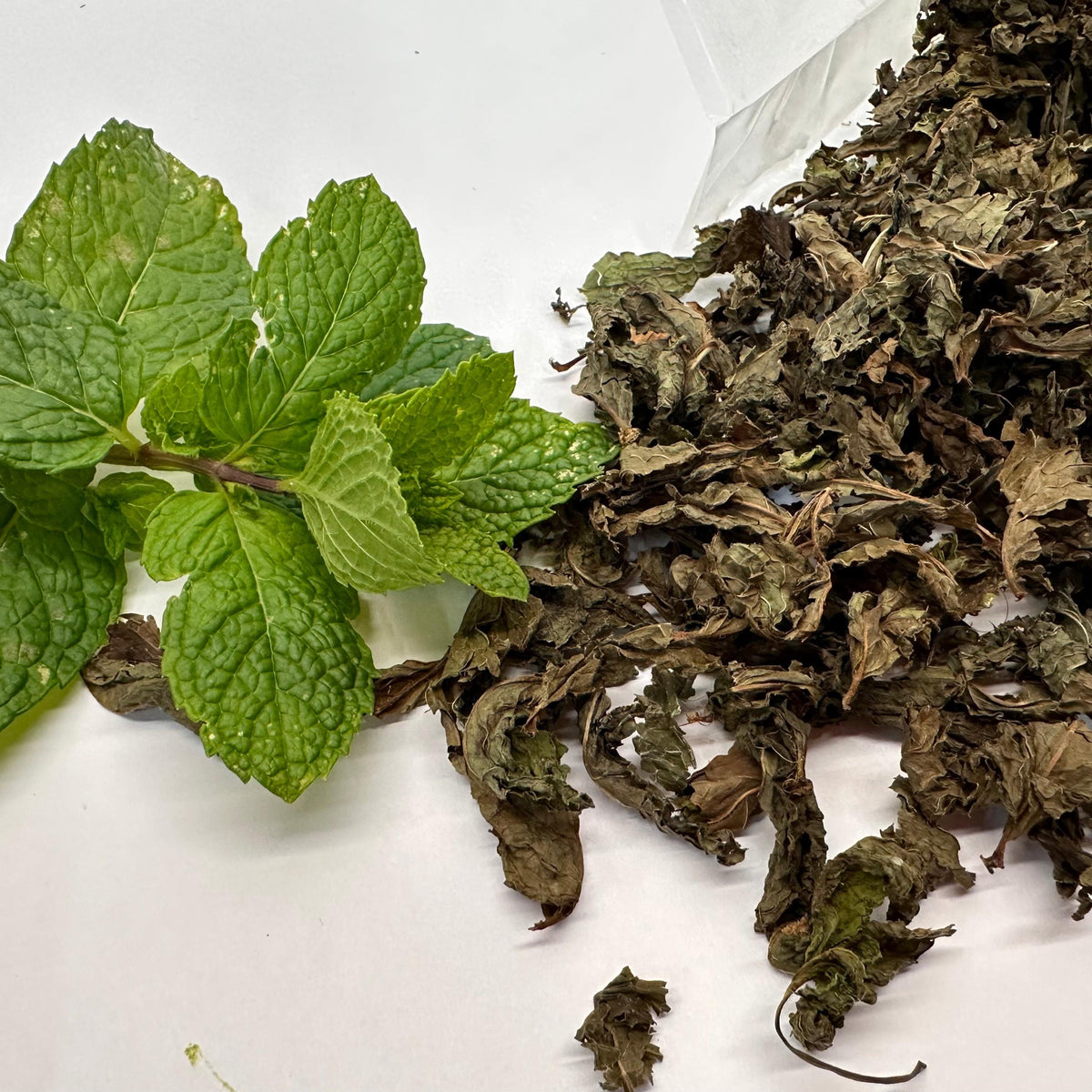 Fresh mint leaves and dried mint leaves on a white background