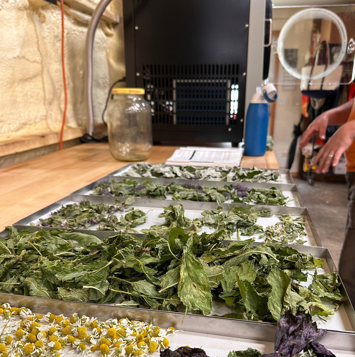 Trays of dried herbs on a table with a person and freeze-drying machine equipment in the background.