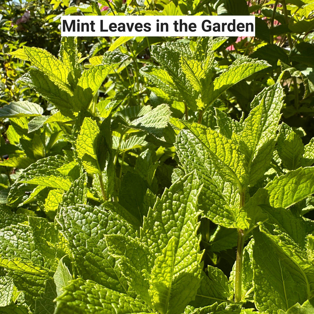 Close-up of mint leaves in a garden with text 'Mint Leaves in the Garden'.
