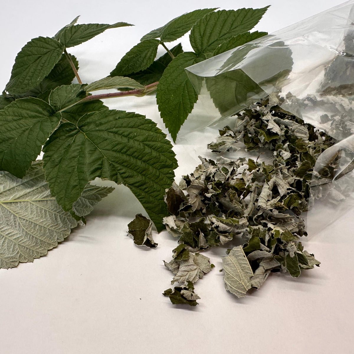 Green red raspberry leaves fresh and dried on a white surface with a clear plant cello bag.
