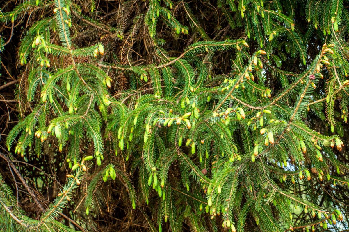 Foraged Freeze-Dried Sitka Spruce Tips (1 Cup Volume)