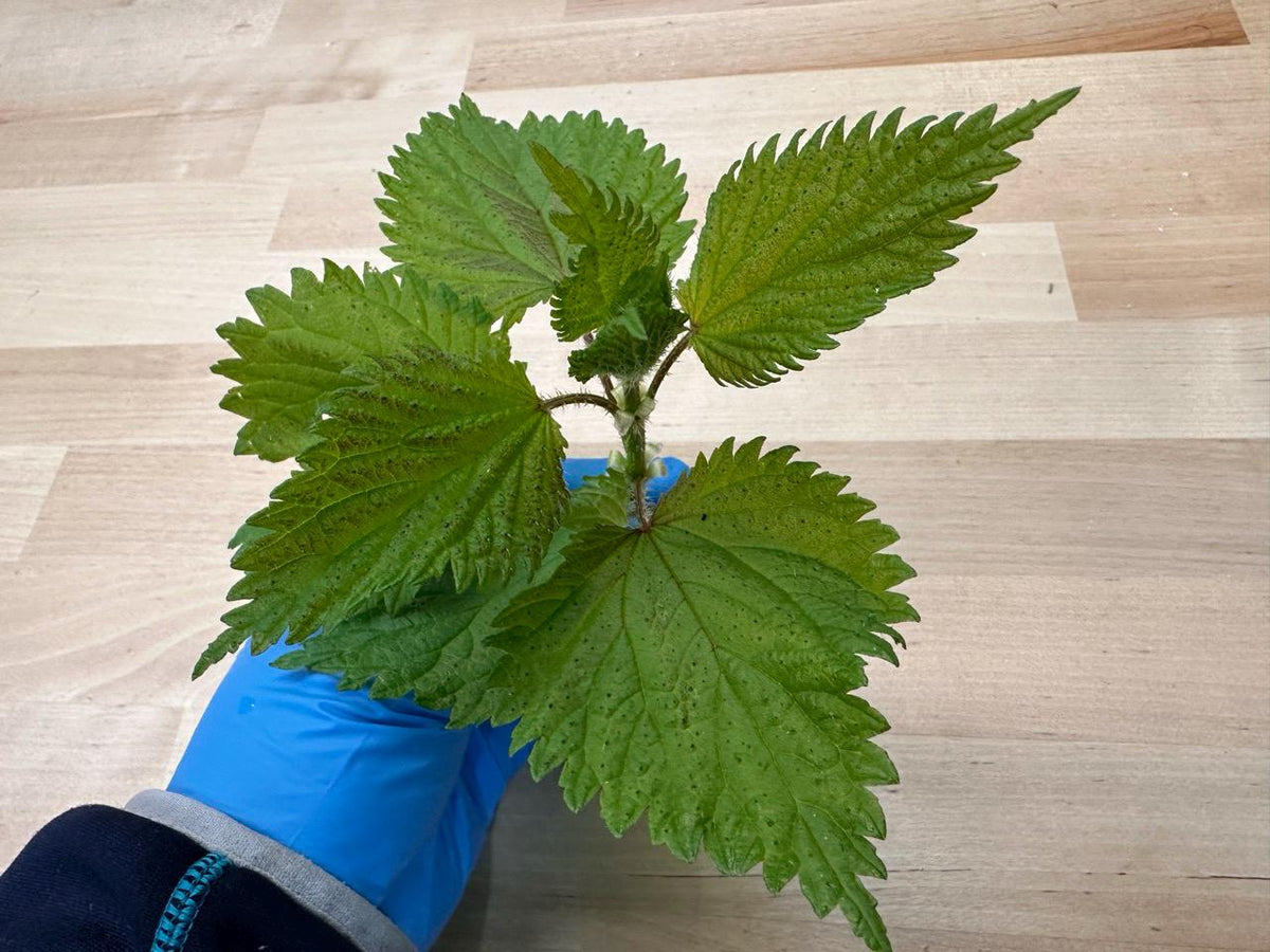 Foraged Nettles Herb Tea Responsibly Wild-Harvested