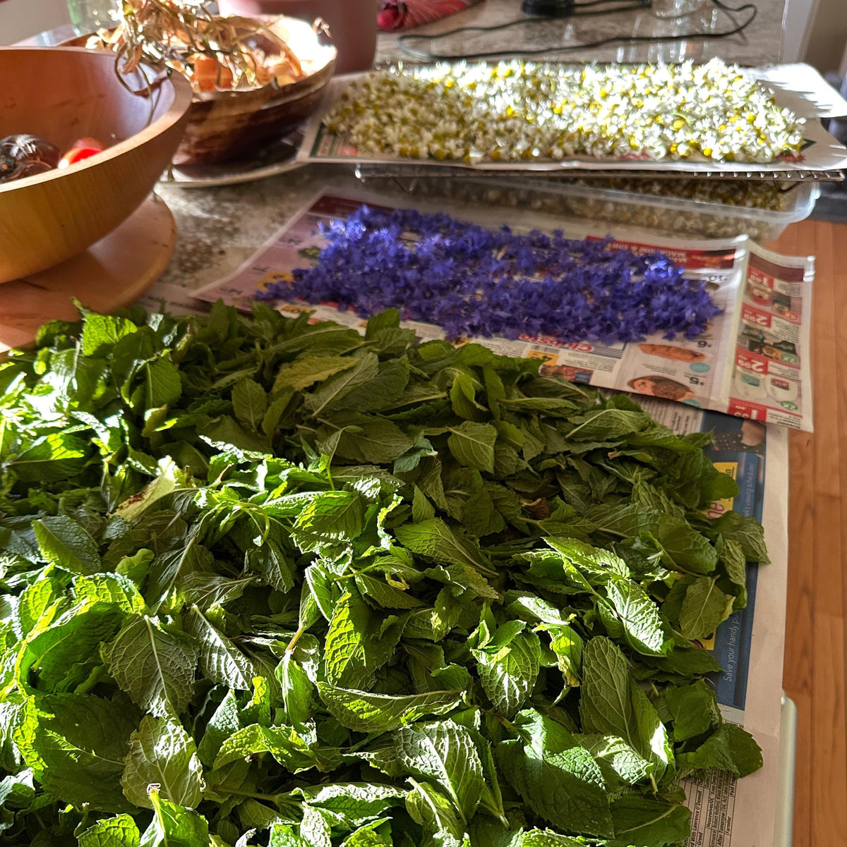 Three trays of herbs and flowers drying on newspaper on a table